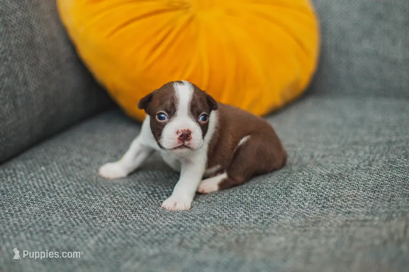AKC Clove – Boston Terrier puppy for sale in Ennis, TX