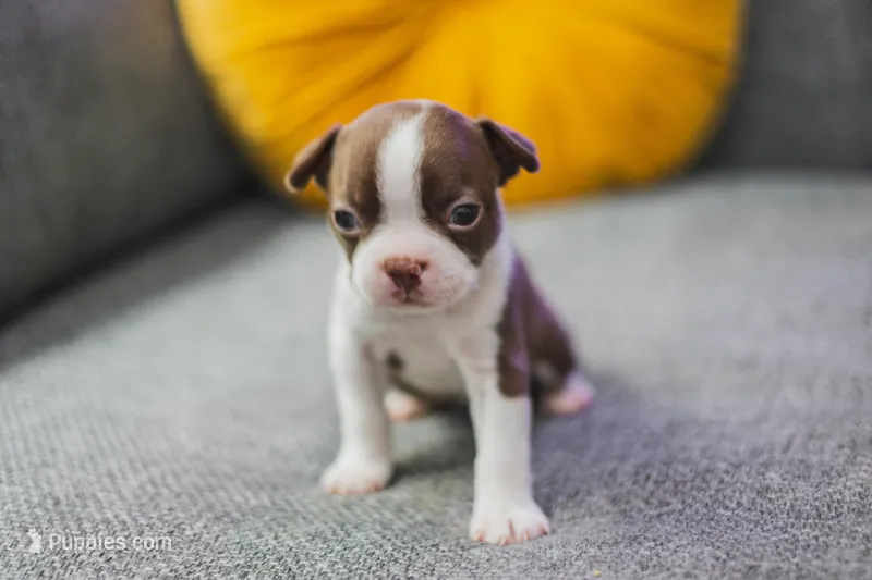 AKC Paprika – Boston Terrier puppy for sale in Ennis, TX