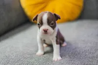 AKC Paprika, a female Boston Terrier for sale in Ennis, TX – 1 of 6