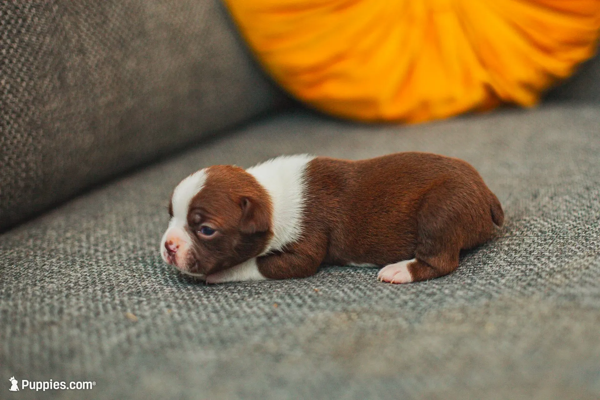 AKC Cumin, a male Boston Terrier for sale in Ennis, TX – 8 of 9