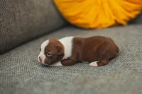 AKC Cumin, a male Boston Terrier for sale in Ennis, TX – 3 of 4