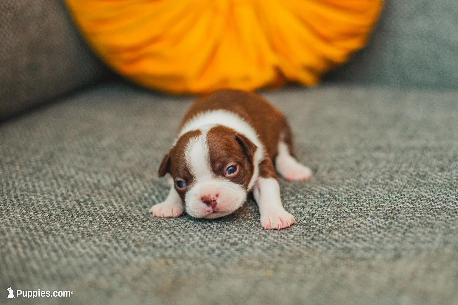 AKC Paprika, a female Boston Terrier for sale in Ennis, TX – 3 of 6