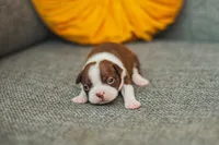 AKC Paprika, a female Boston Terrier for sale in Ennis, TX – 1 of 4