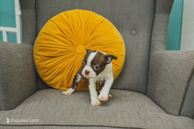 AKC Clove – Boston Terrier puppy for sale in Ennis, TX