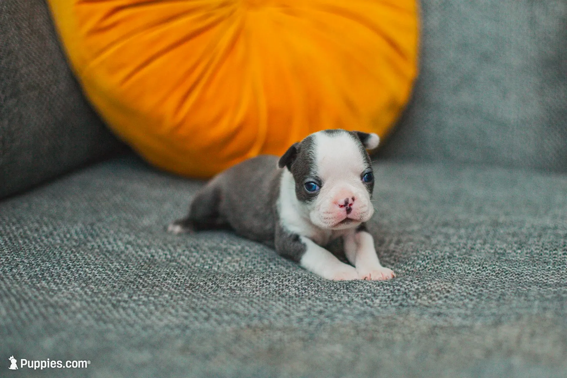 AKC Salt, a female Boston Terrier for sale in Ennis, TX – 2 of 6