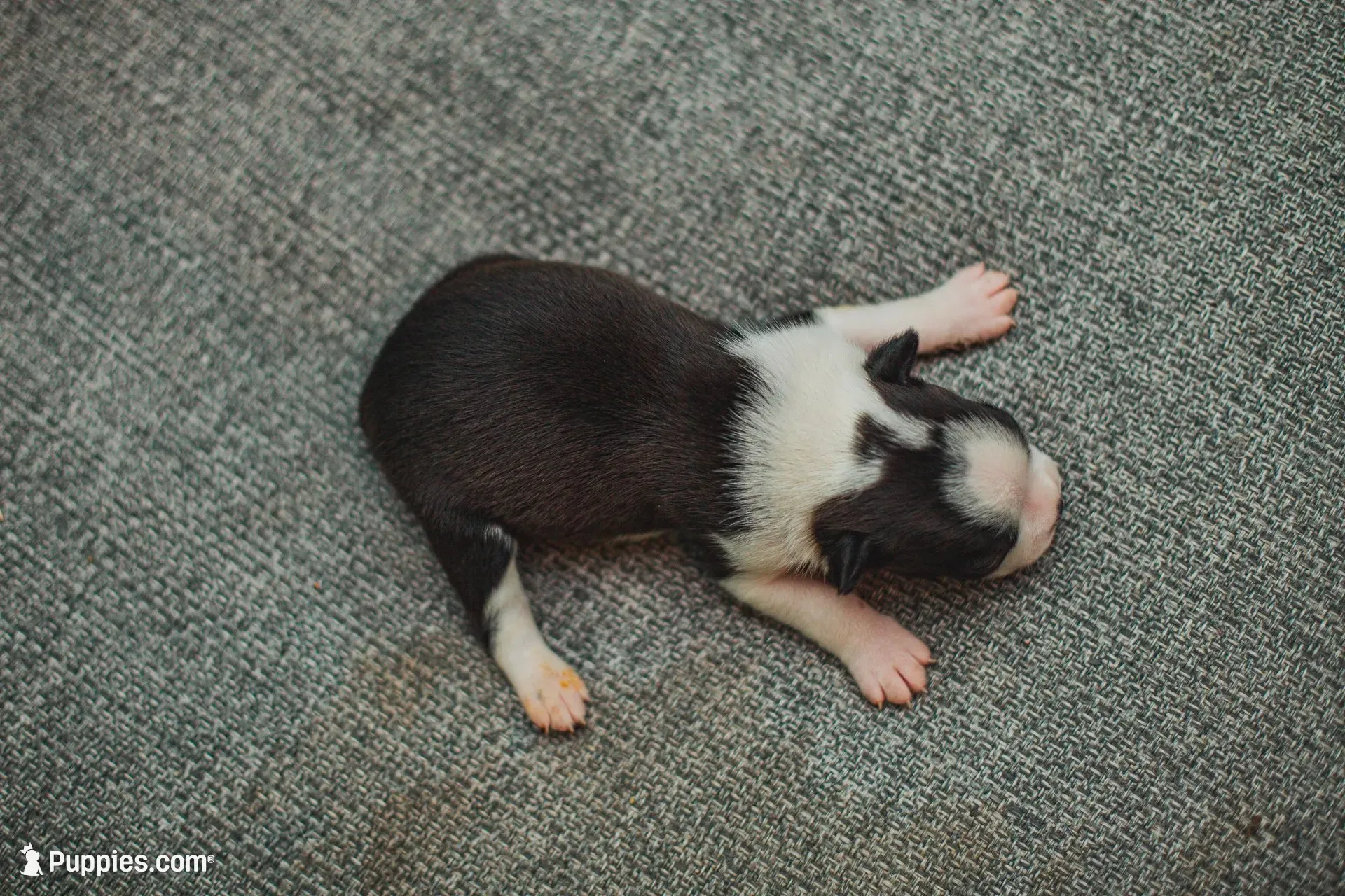 AKC Oregano, a male Boston Terrier for sale in Ennis, TX – 9 of 9