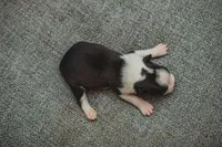 AKC Oregano, a male Boston Terrier for sale in Ennis, TX – 4 of 4