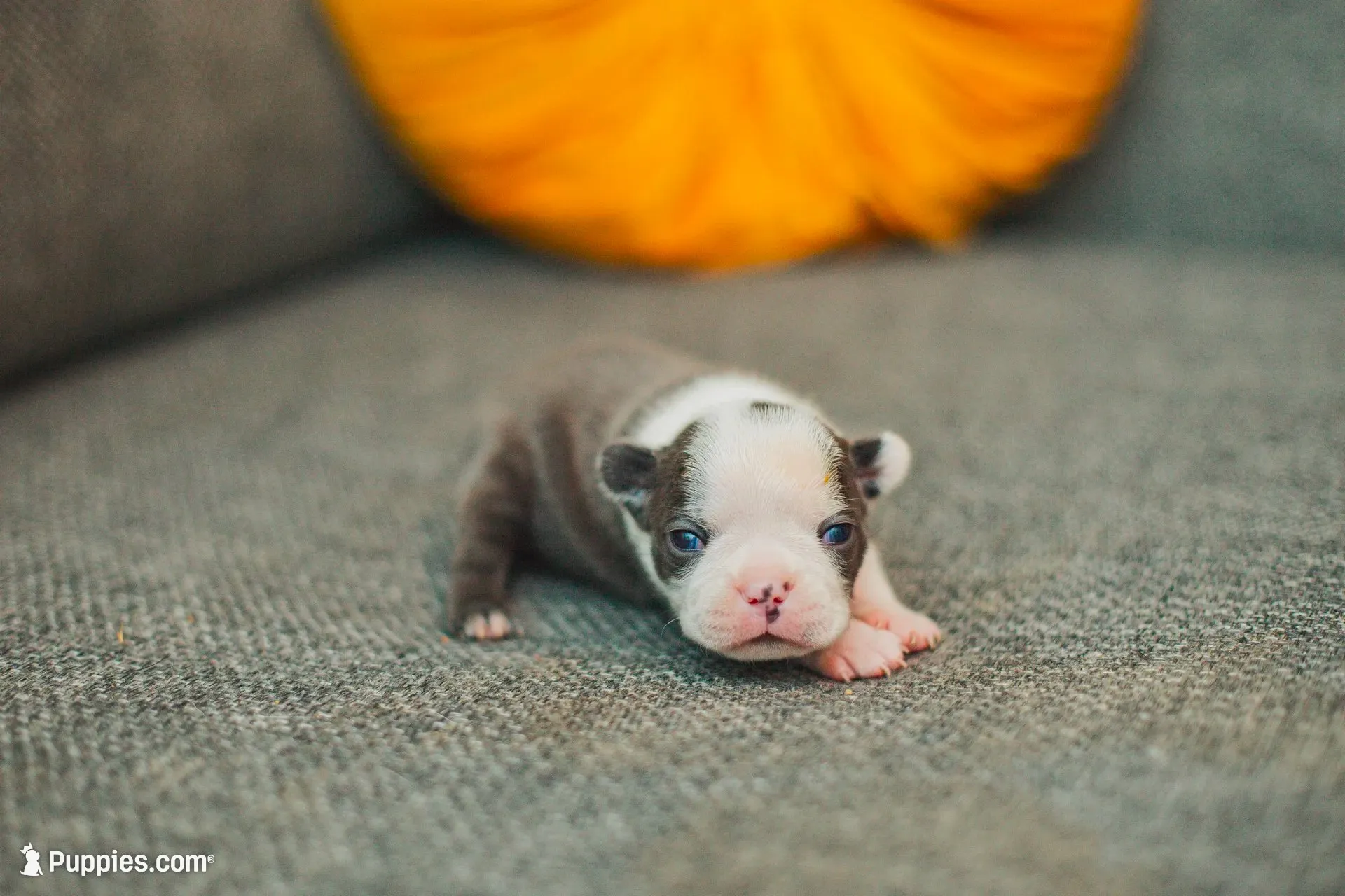 AKC Salt, a female Boston Terrier for sale in Ennis, TX – 3 of 6
