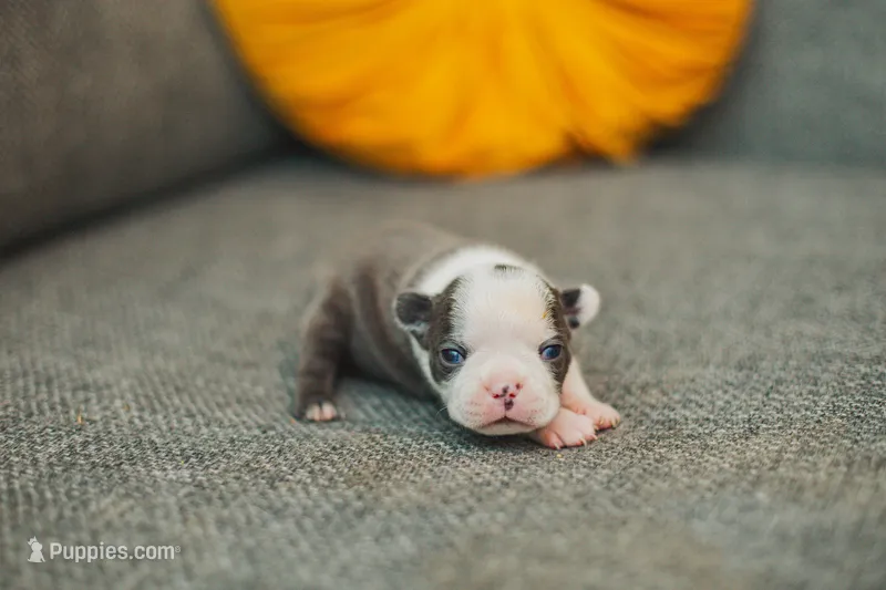 AKC Salt – Boston Terrier puppy for sale in Ennis, TX