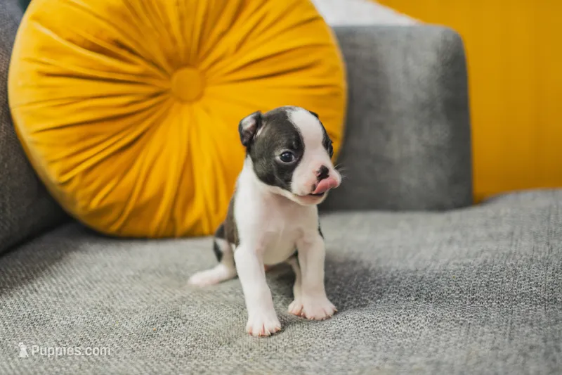 AKC Oregano – Boston Terrier puppy for sale in Ennis, TX