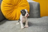 AKC Oregano, a male Boston Terrier for sale in Ennis, TX – 4 of 9