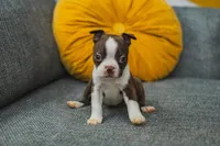 AKC Cumin, a male Boston Terrier for sale in Ennis, TX – 3 of 9