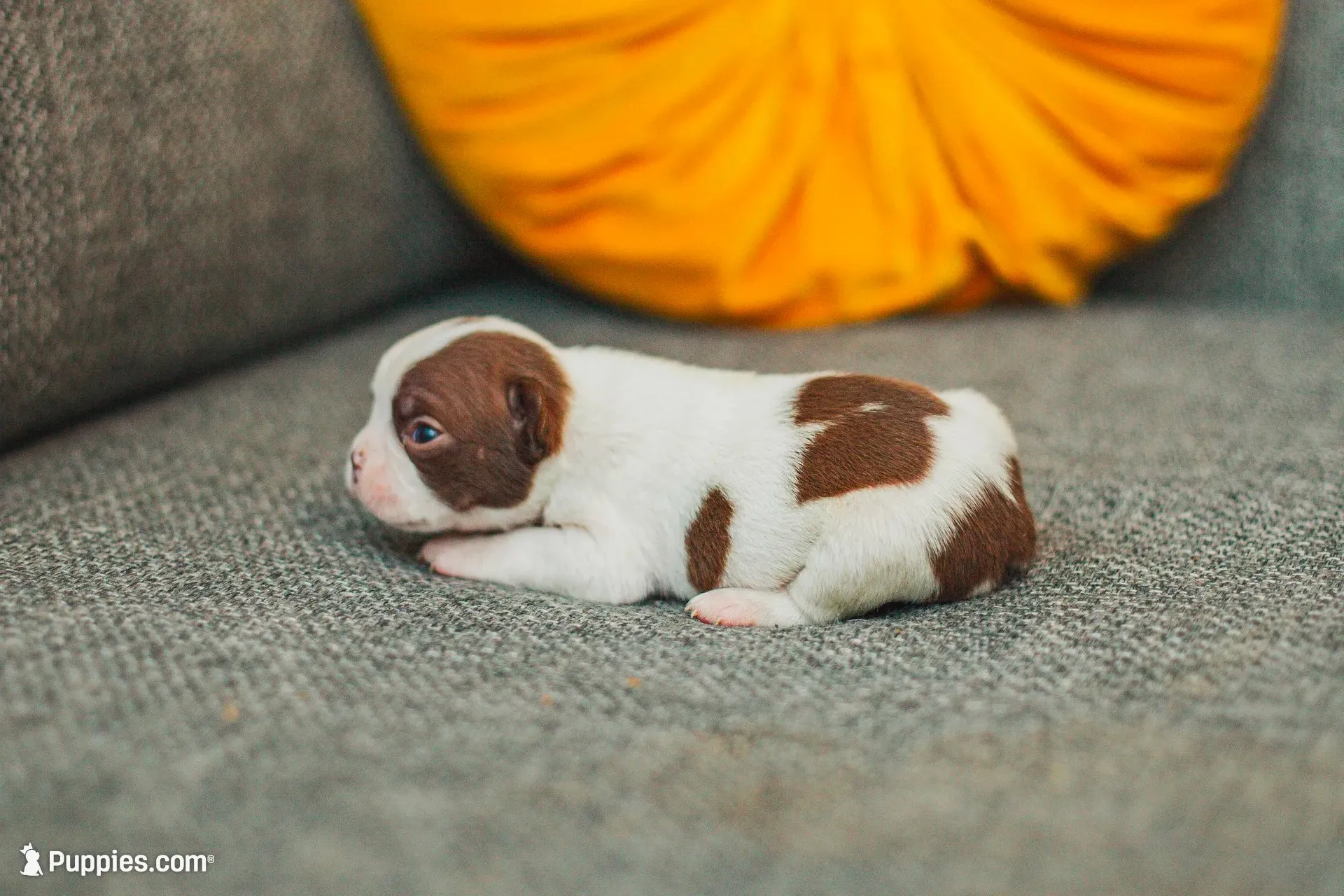 AKC Pepper, a male Boston Terrier for sale in Ennis, TX – 7 of 9