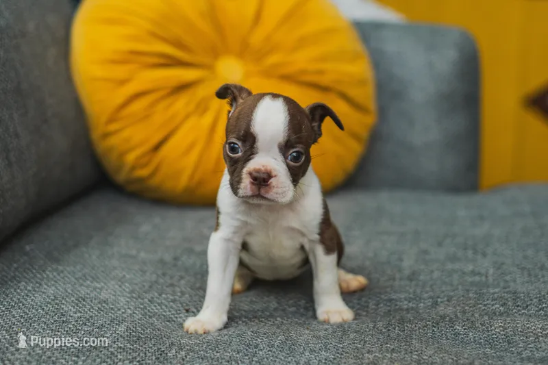 AKC Cinnamon – Boston Terrier puppy for sale in Ennis, TX