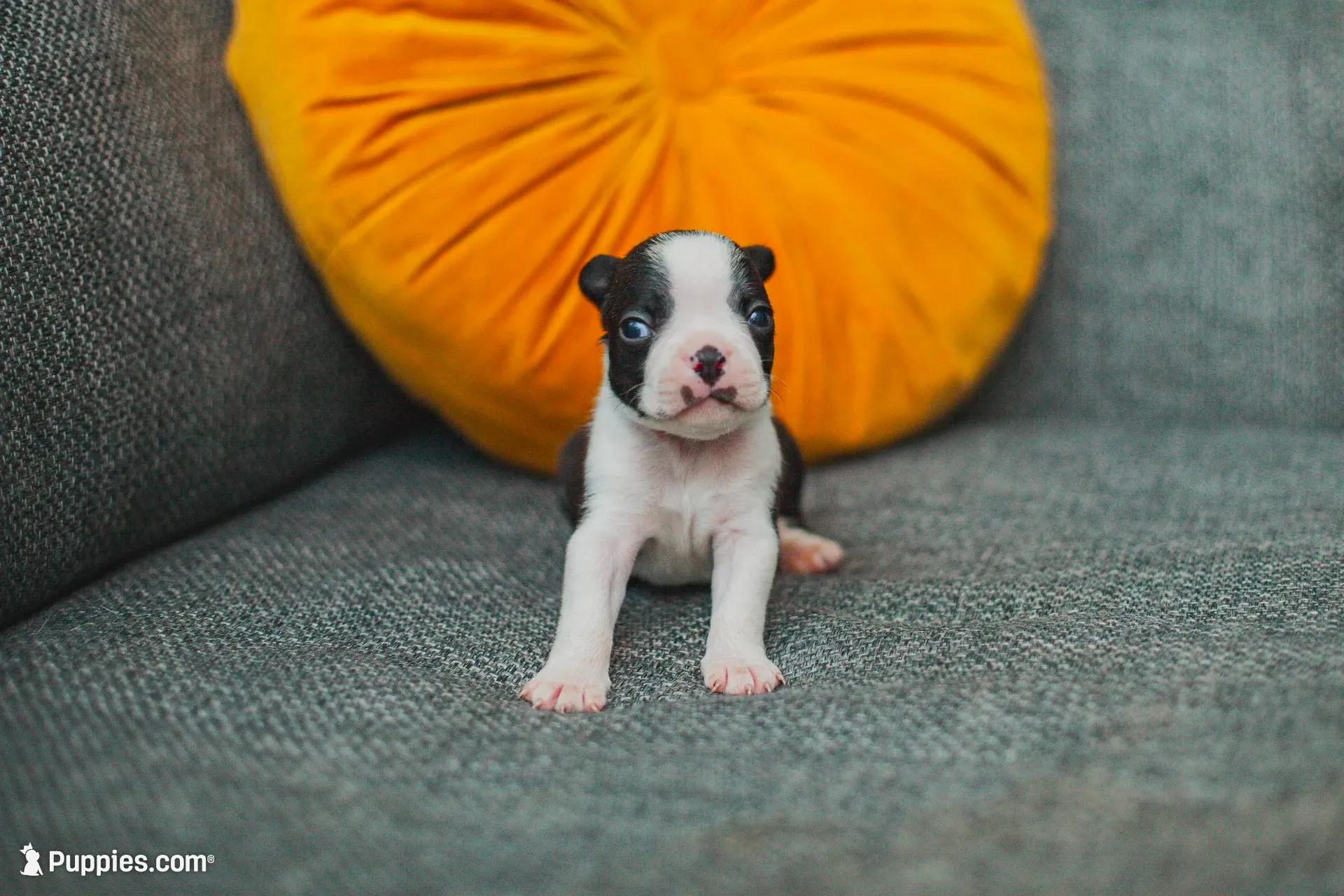 AKC Oregano, a male Boston Terrier for sale in Ennis, TX – 5 of 9