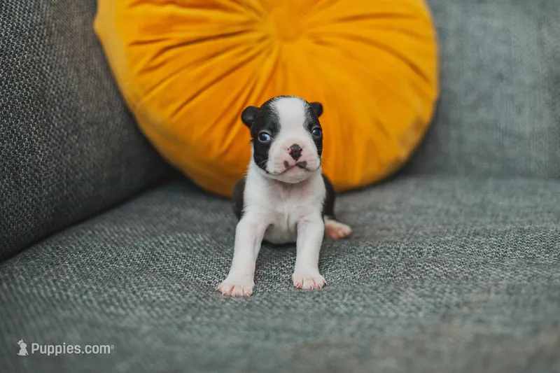AKC Oregano – Boston Terrier puppy for sale in Ennis, TX