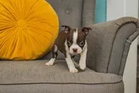 AKC Clove, a female Boston Terrier for sale in Ennis, TX – 2 of 9
