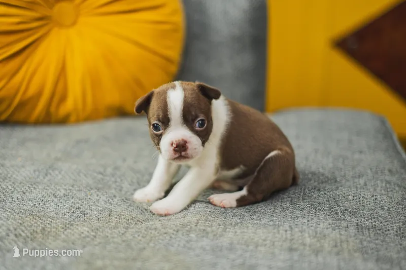 AKC Clove – Boston Terrier puppy for sale in Ennis, TX