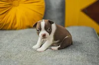 AKC Clove, a female Boston Terrier for sale in Ennis, TX – 4 of 9