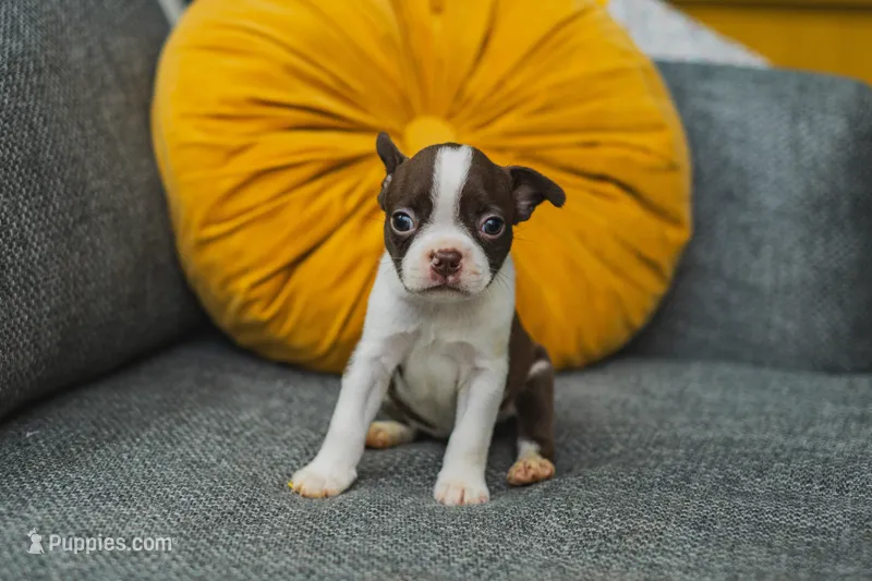 AKC Clove – Boston Terrier puppy for sale in Ennis, TX