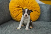 AKC Clove, a female Boston Terrier for sale in Ennis, TX – 3 of 9