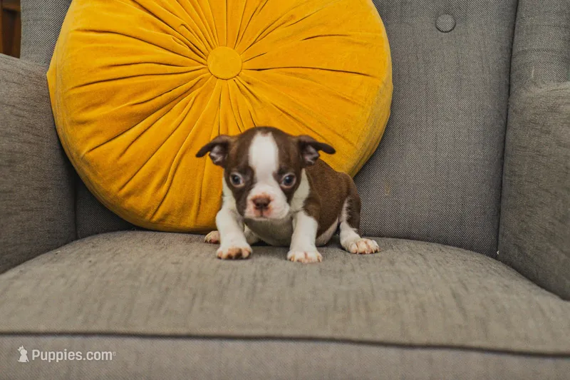 AKC Cinnamon – Boston Terrier puppy on hold in Ennis, TX