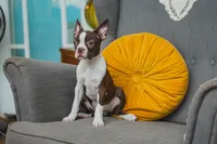 REDUCED AKC Cumin, a male Boston Terrier for sale in Ennis, TX – 1 of 10