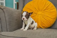 AKC Pepper, a male Boston Terrier for sale in Ennis, TX – 2 of 9