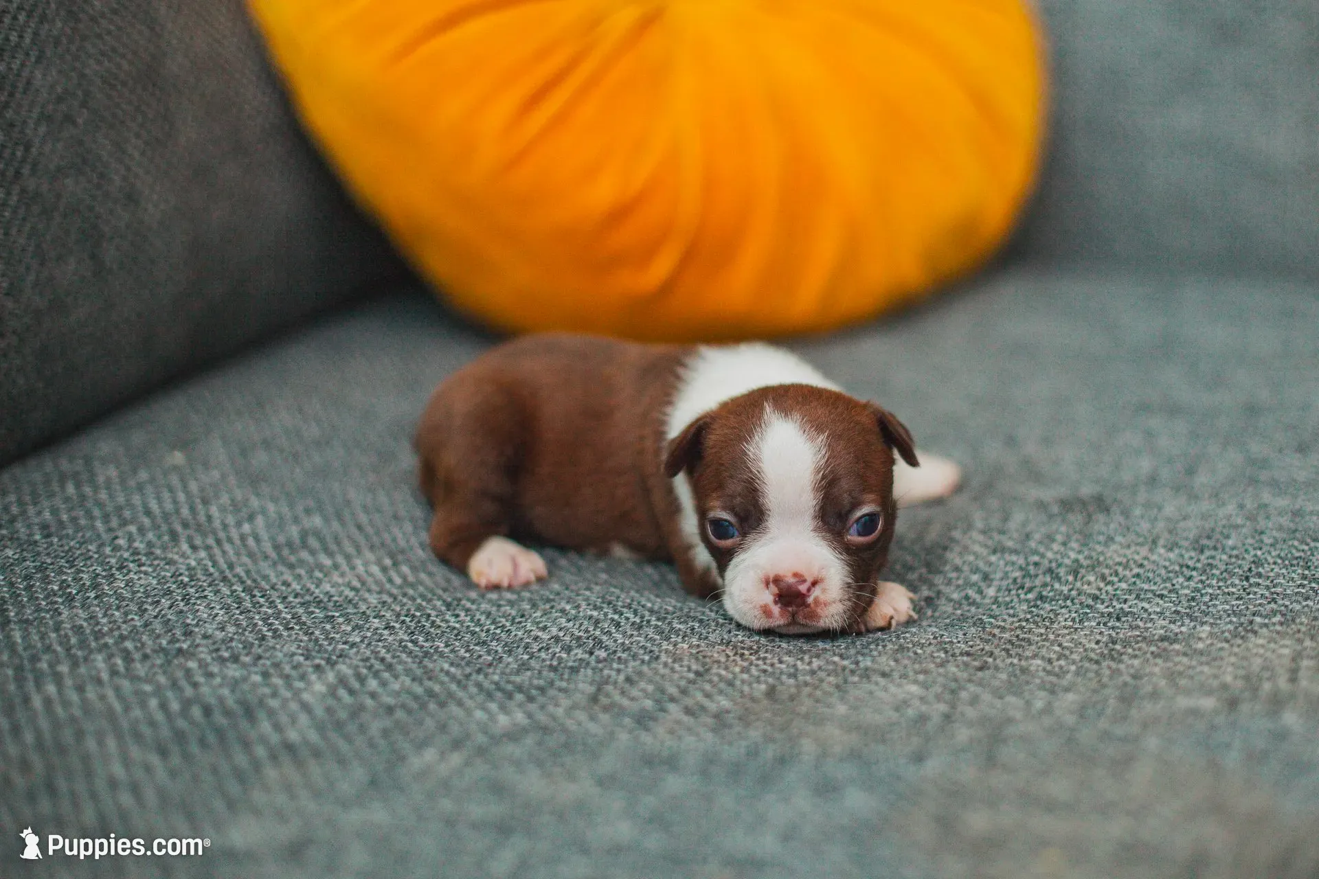 AKC Cumin, a male Boston Terrier for sale in Ennis, TX – 5 of 9