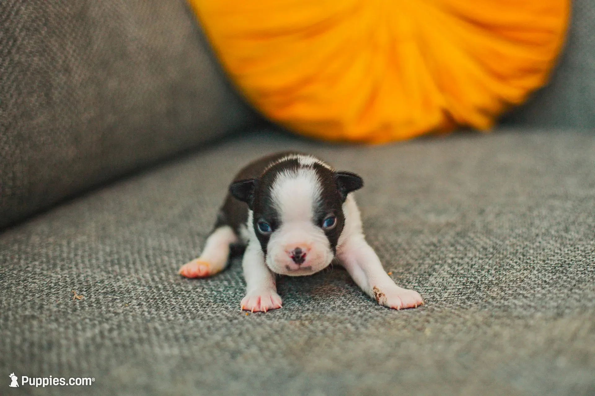 AKC Oregano, a male Boston Terrier for sale in Ennis, TX – 6 of 9