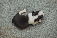 AKC Parsley, a female Boston Terrier for sale in Ennis, TX – 4 of 4