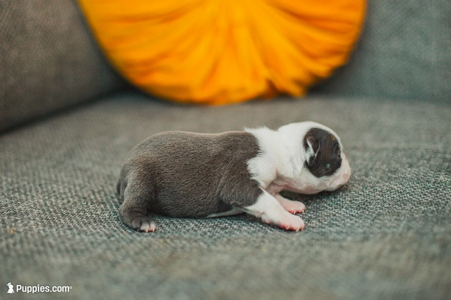 AKC Salt, a female Boston Terrier for sale in Ennis, TX – 4 of 6
