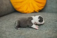 AKC Salt, a female Boston Terrier for sale in Ennis, TX – 2 of 4