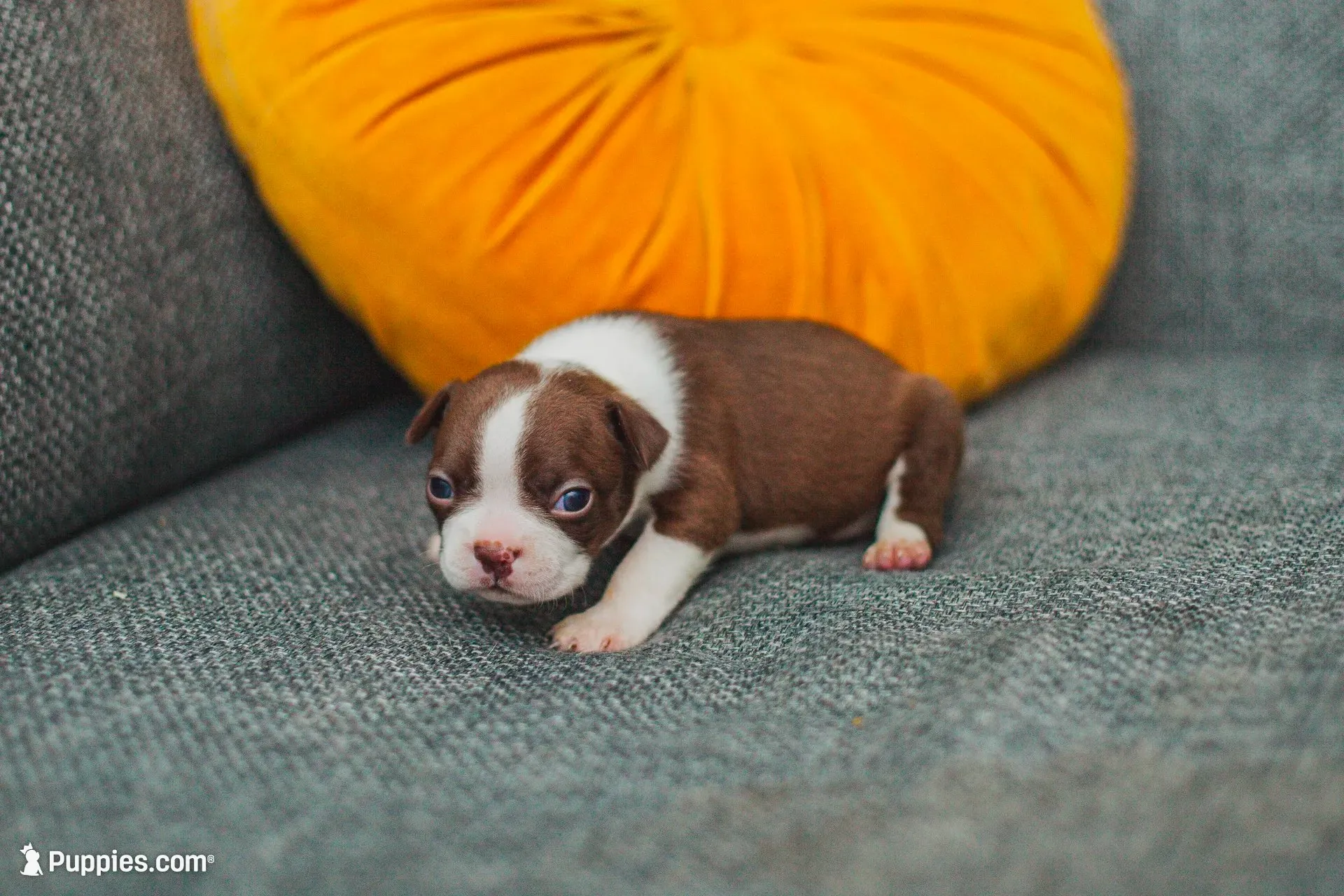AKC Paprika, a female Boston Terrier for sale in Ennis, TX – 2 of 6