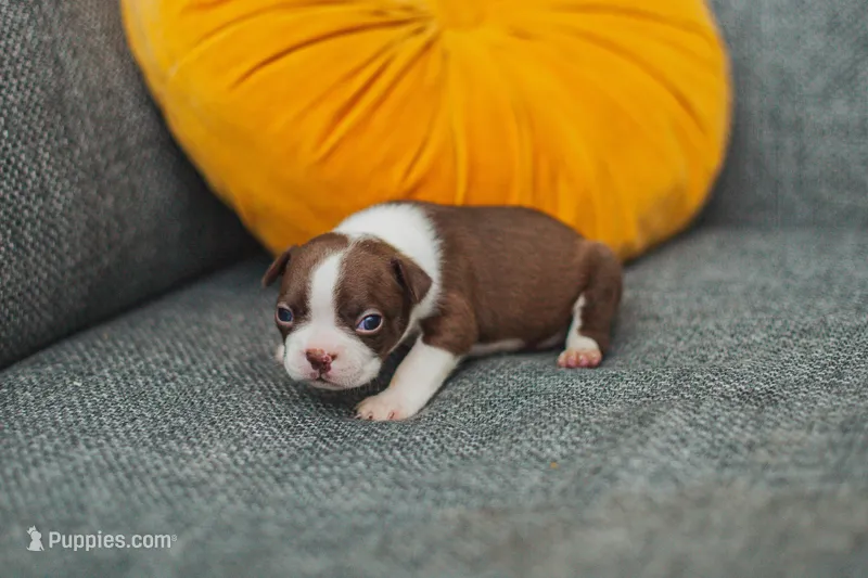 AKC Paprika – Boston Terrier puppy for sale in Ennis, TX