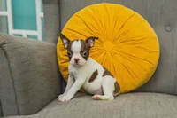 AKC Pepper, a male Boston Terrier for sale in Ennis, TX – 1 of 9