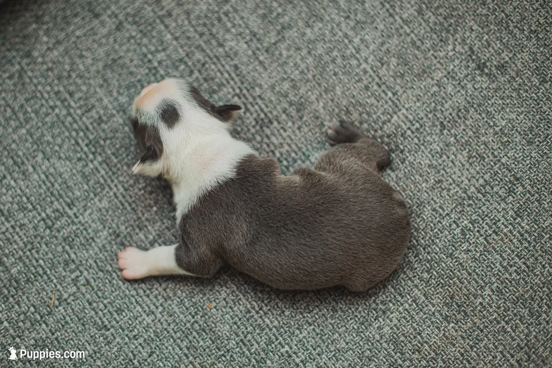 AKC Salt, a female Boston Terrier for sale in Ennis, TX – 6 of 6