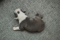 AKC Salt, a female Boston Terrier for sale in Ennis, TX – 4 of 4
