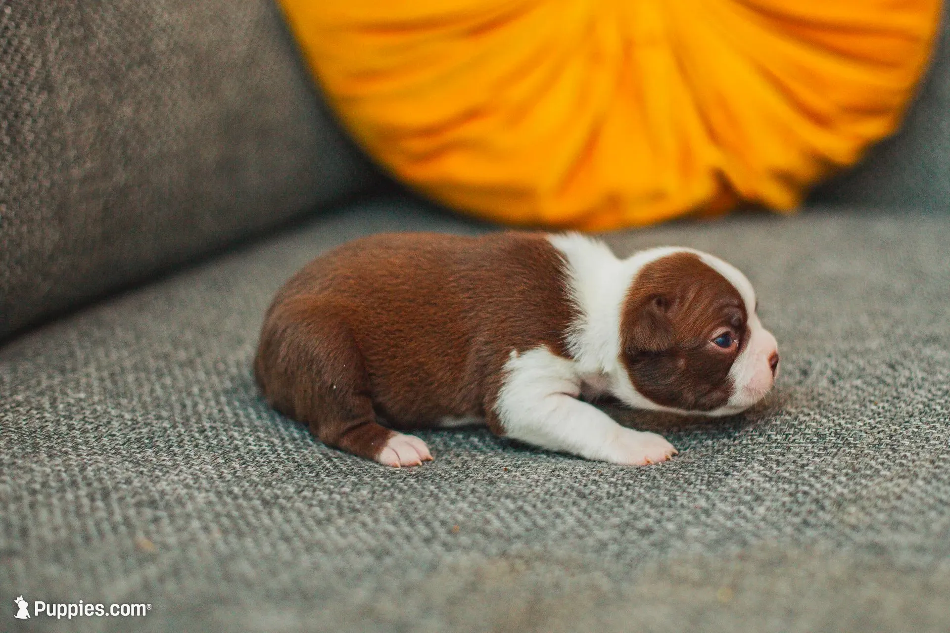 AKC Paprika, a female Boston Terrier for sale in Ennis, TX – 4 of 6