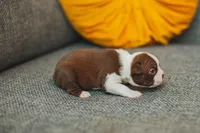 AKC Paprika, a female Boston Terrier for sale in Ennis, TX – 2 of 4