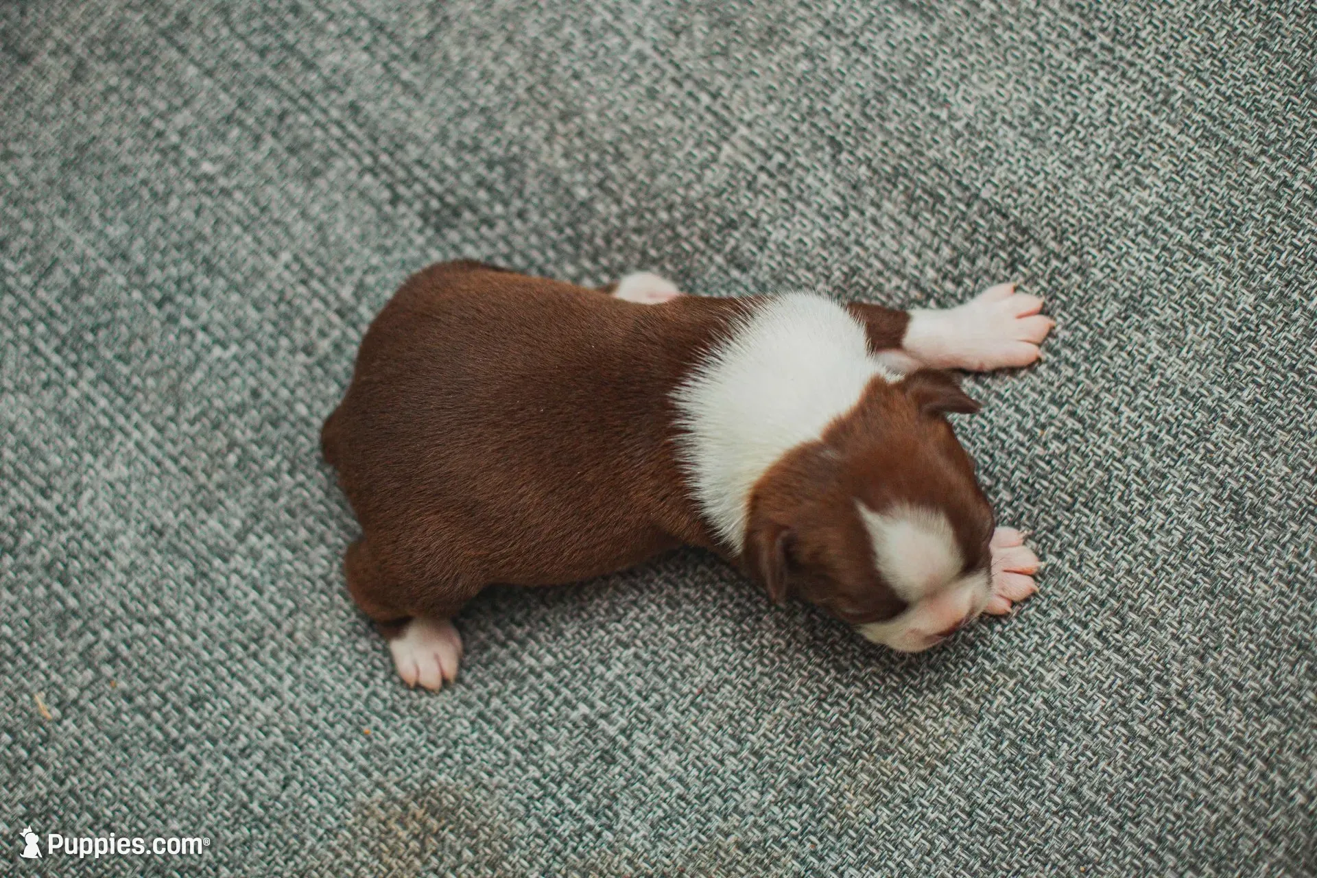 AKC Cumin, a male Boston Terrier for sale in Ennis, TX – 9 of 9