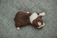 AKC Cumin, a male Boston Terrier for sale in Ennis, TX – 4 of 4