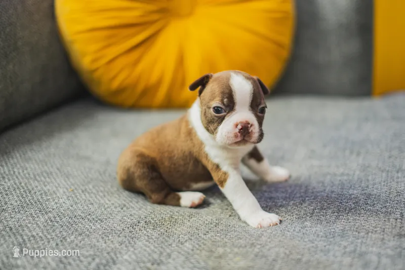 AKC Cumin – Boston Terrier puppy for sale in Ennis, TX