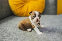 AKC Cumin, a male Boston Terrier for sale in Ennis, TX – 4 of 9
