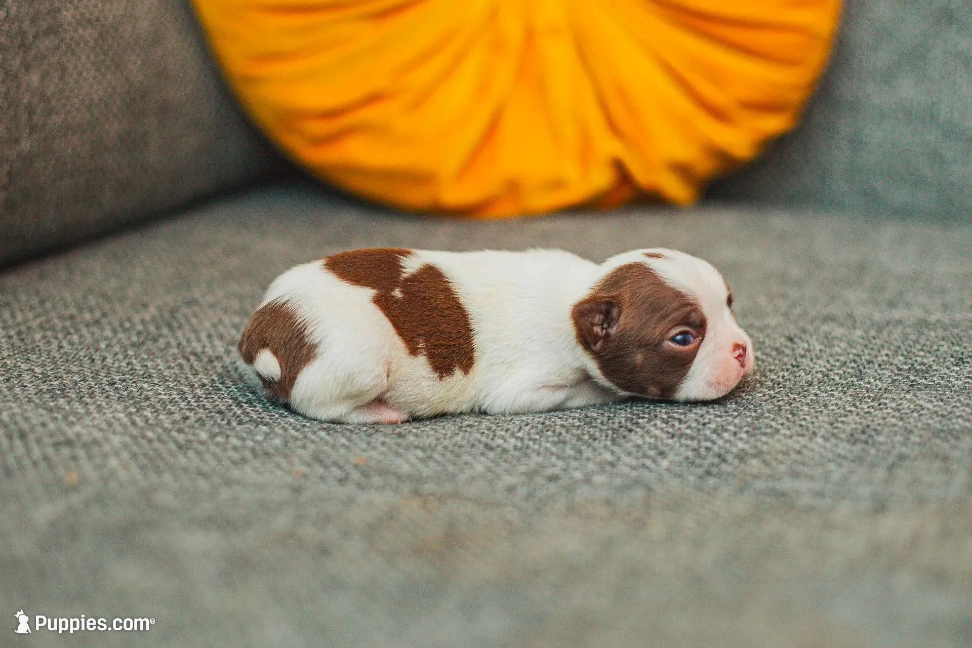 AKC Pepper, a male Boston Terrier for sale in Ennis, TX – 8 of 9