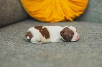 AKC Pepper, a male Boston Terrier for sale in Ennis, TX – 3 of 4