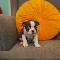 AKC Gravy, a male Boston Terrier for sale in Ennis, TX – Photo 2 of 9