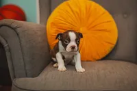 AKC Gravy, a male Boston Terrier for sale in Ennis, TX – Photo 2 of 9