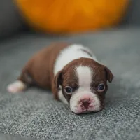 AKC Gravy, a male Boston Terrier for sale in Ennis, TX – Photo 5 of 9