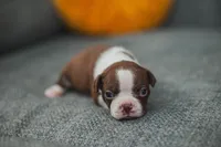 AKC Gravy, a male Boston Terrier for sale in Ennis, TX – Photo 5 of 9